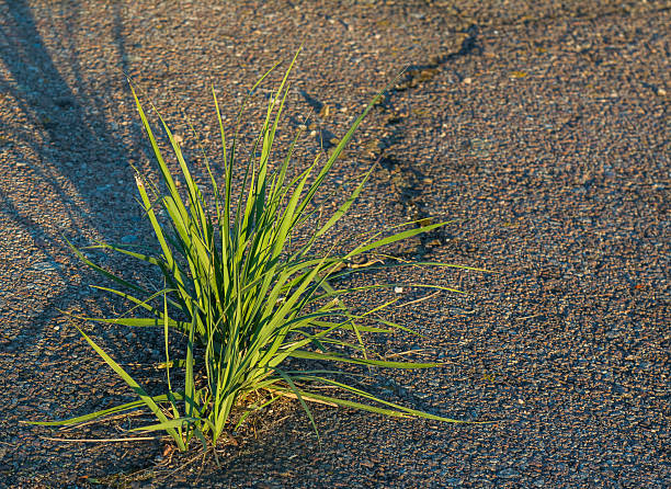 The silhouette of the grass in the shadow of a sunny afternoon, in the garden of a farm house in the eastern Andean mountains of central Colombia near the town of Villa de Leyva.