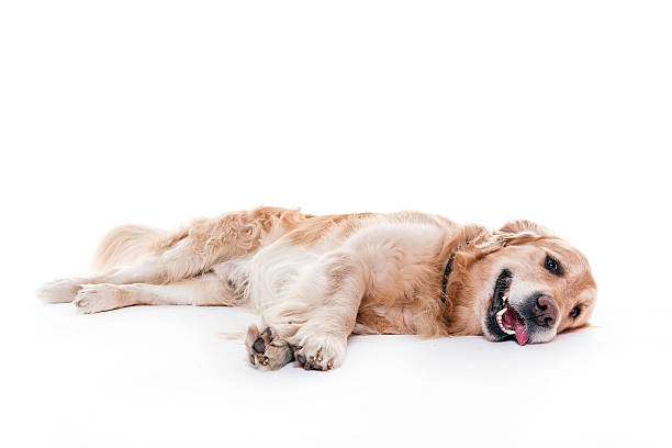 istock golden retriever lying 544137296