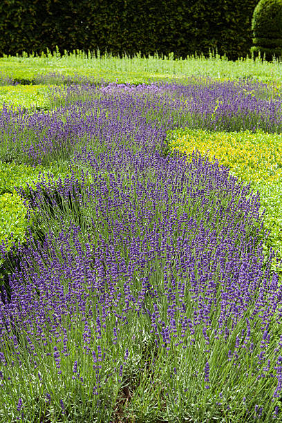 istock Garden with the flourishing lavender 544138398
