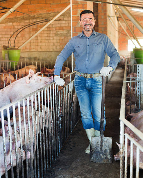 istock Man working on animal farm 544139316