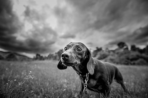 purebred dog for a walk in the park - dachshund dog reliability animal imagens e fotografias de stock