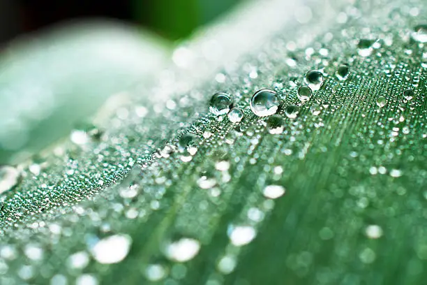Drops of dew on a leaf marsh reeds. Photo closeup, shallow depth of field.