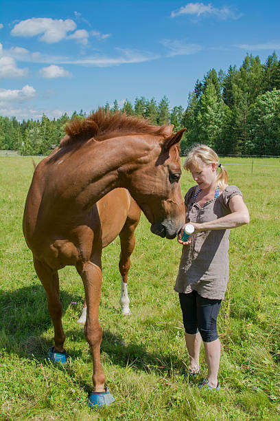 istock Woman and horse on meadow 544139432