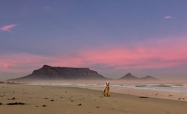istock German shepherd dog sitting on beach at  sunrise 544139968