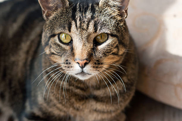 Tabby cat portrait stock photo