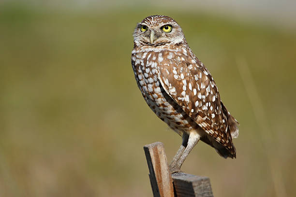 istock Burrowing Owl (Athene cunicularia) sitting on a wooden pole 544310570