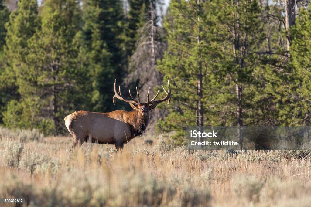 Bull Elk Bugling a bull elk bugling in a meadow Bugling Stock Photo