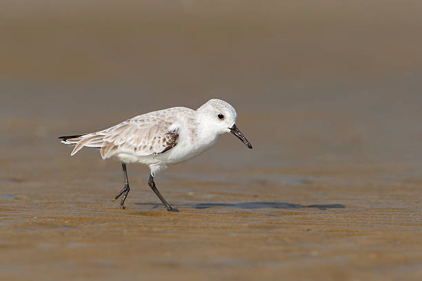 istock Sanderling (Calidris alba) on beach, Bolivar Peninsula, Texas, USA 544310834