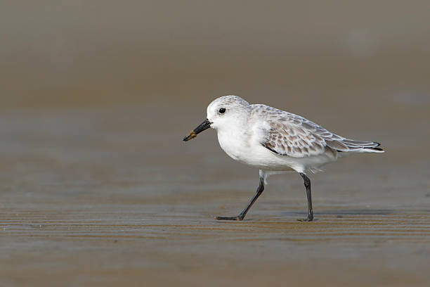 istock Sanderling (Calidris alba) on beach, Bolivar Peninsula, Texas, USA 544310854