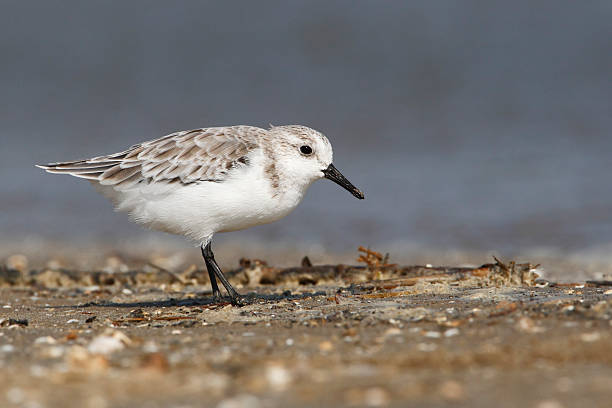 istock Sanderling (Calidris alba) on beach, Bolivar Peninsula, Texas, USA 544311598