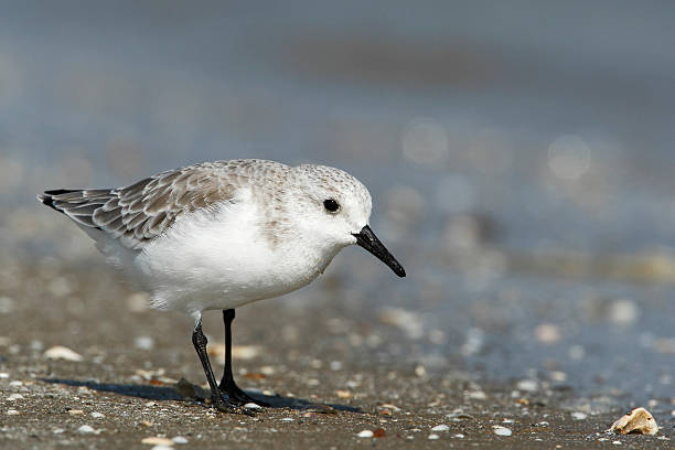 istock Sanderling (Calidris alba) on beach, Bolivar Peninsula, Texas, USA 544311628