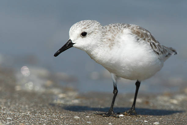 istock Sanderling (Calidris alba) on beach, Bolivar Peninsula, Texas, USA 544311668