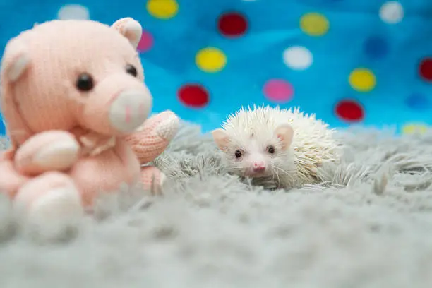 beautiful baby hedgehog hiding behind teddy
