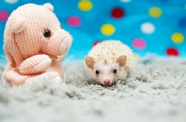 beautiful baby hedgehog hiding behind teddy