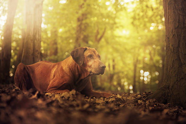 rhodesian ridgeback dog lying in the woods at sunset  summer - male dog imagens e fotografias de stock
