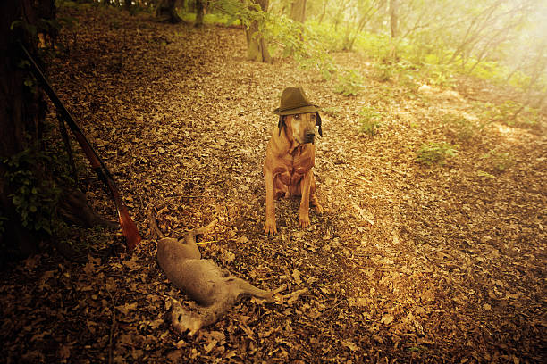 perro rhodesian ridgeback sentado en su sombrero, puesta de sol, bosque, caza, - male dog fotografías e imágenes de stock