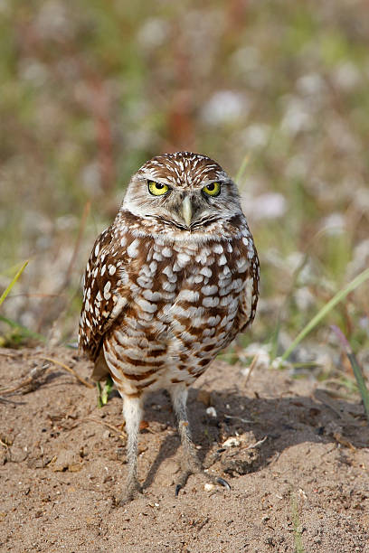 istock Burrowing Owl standing on the ground 544312536