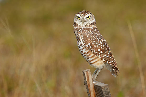 istock Burrowing Owl (Athene cunicularia) sitting on a wooden pole 544312636
