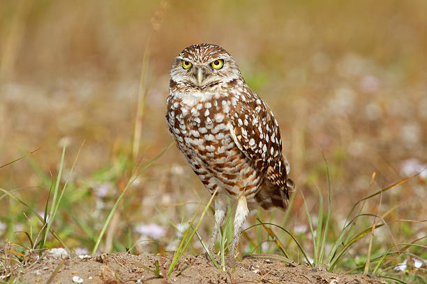 istock Burrowing Owl standing on the ground 544312764