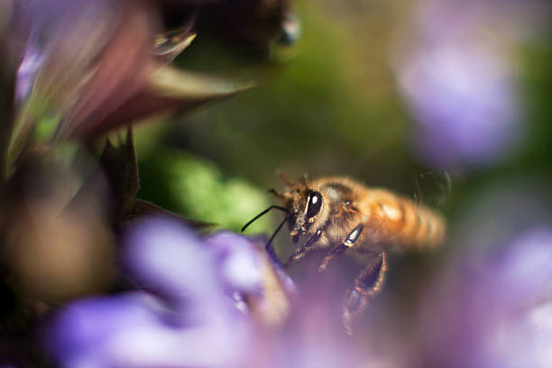 Honeybee approaching a flower stock photo