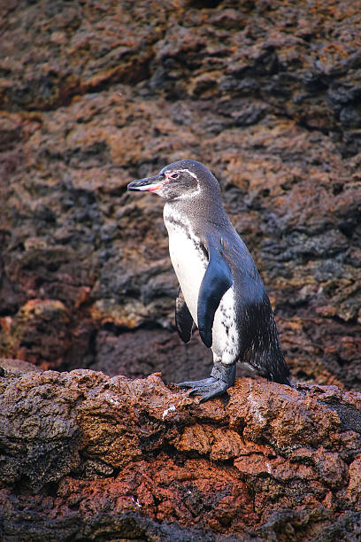 istock Galapagos Penguin standing on rocks, Bartolome island, Galapagos 544314736