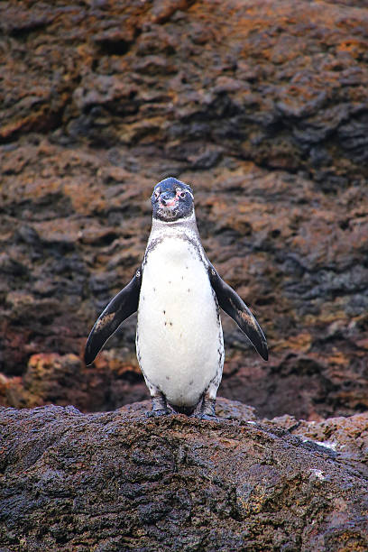 istock Galapagos Penguin standing on rocks, Bartolome island, Galapagos 544314780