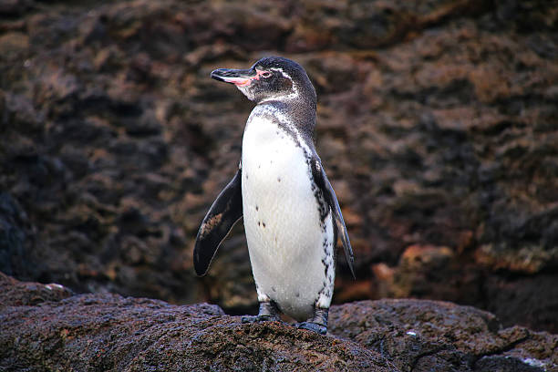 istock Galapagos Penguin standing on rocks, Bartolome island, Galapagos 544314828