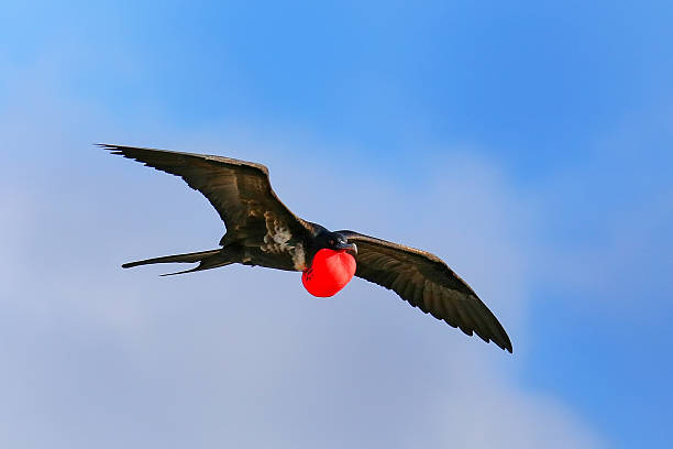 Male Great Frigatebird flying in blue sky, Galapagos National Pa Male Great Frigatebird (Fregata minor) flying in blue sky, Galapagos National Park, Ecuador fregata minor stock pictures, royalty-free photos & images
