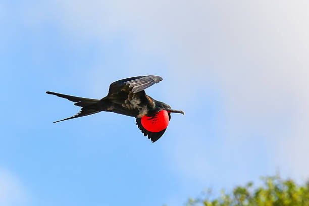 Male Great Frigatebird flying in blue sky, Galapagos National Pa Male Great Frigatebird (Fregata minor) flying in blue sky, Galapagos National Park, Ecuador fregata minor stock pictures, royalty-free photos & images