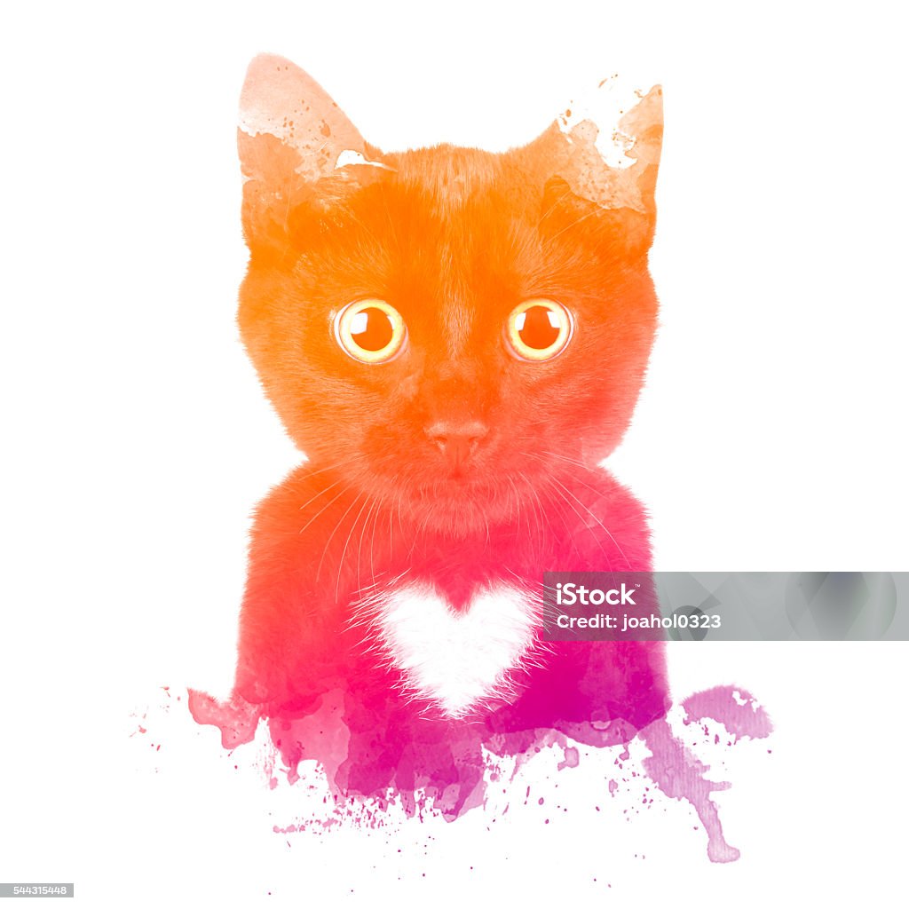 Cat with Color Adorable cat with heart on chest. Splash color gradient against white background. Animal Stock Photo