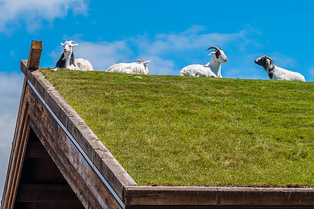 Sheep and goat at farm in Chiba