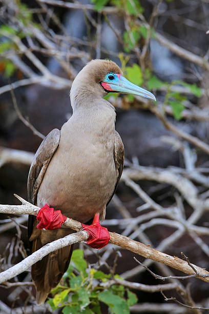 booby dai piedi rossi sull'isola di genovesa, parco nazionale delle galapagos, ec - galapagos islands bird booby ecuador foto e immagini stock