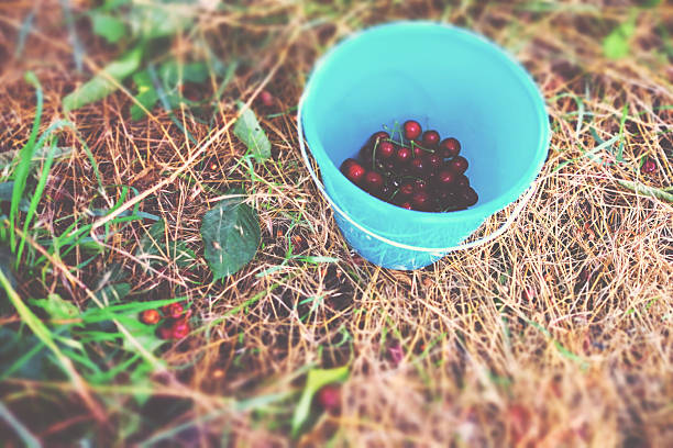 istock Light blue bucket with cherries under the cherry tree 544316092