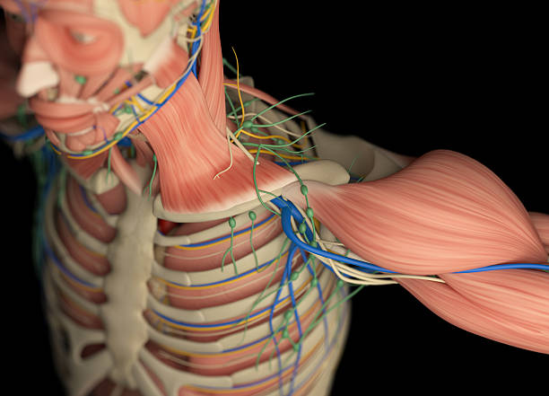 istock Human muscular vascular, lymphatic and nervous system. 544316442