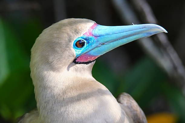 ritratto di booby dai piedi rossi (sula sula) - galapagos islands bird booby ecuador foto e immagini stock