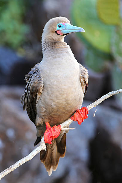 istock Red-footed booby on Genovesa island, Galapagos National Park, Ec 544316936