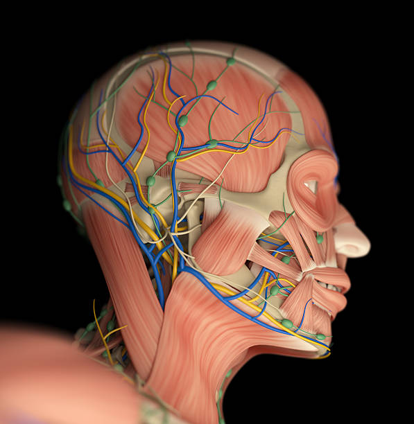 istock Human muscular vascular, lymphatic and nervous system. 544317636