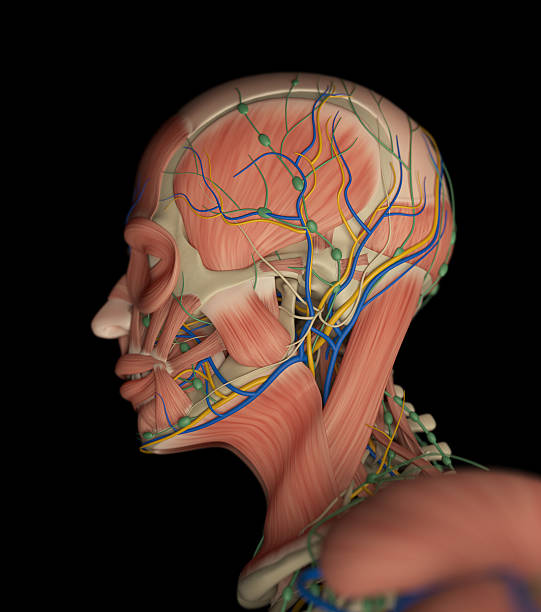 istock Human muscular vascular, lymphatic and nervous system. 544317946