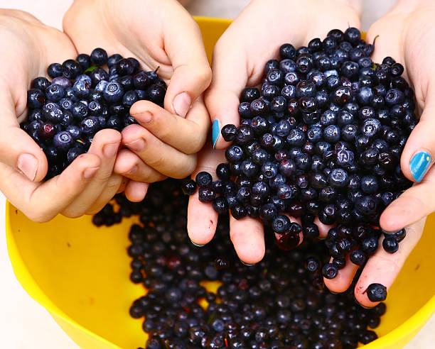 istock handful ripe bilberries close up photo 544318080