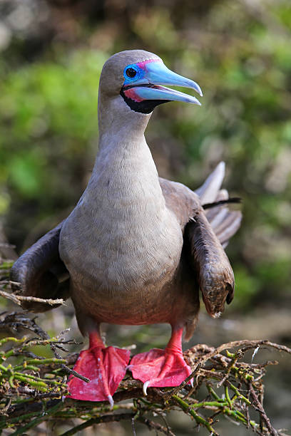 istock Red-footed booby on Genovesa island, Galapagos National Park, Ec 544318574