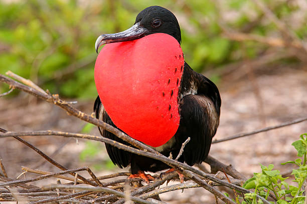 Male Magnificent Frigatebird with inflated gular sac on North Se Male Magnificent Frigatebird (Fregata magnificens) with inflated gular sac on North Seymour Island, Galapagos National Park, Ecuador frigate stock pictures, royalty-free photos & images