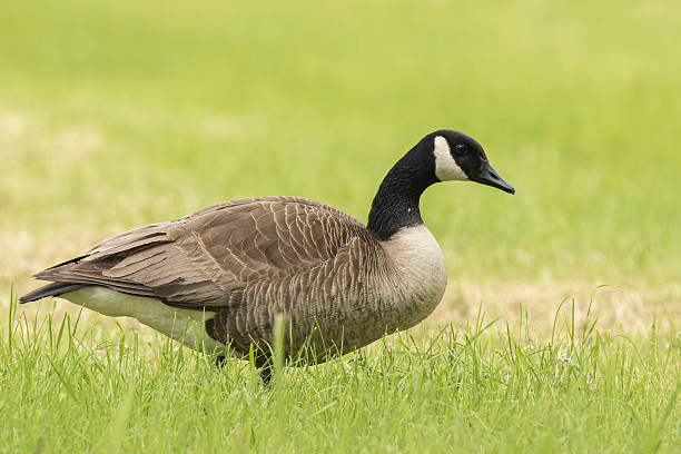 istock Canadian goose in a meadow 544321502