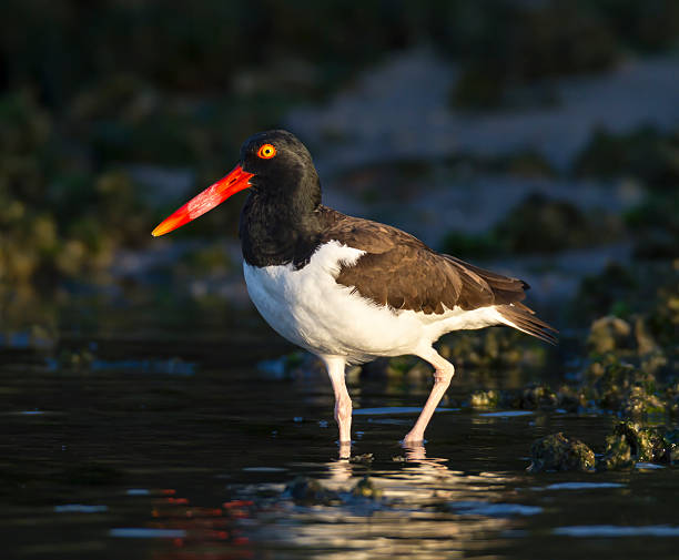 istock American Oystercatcher shallows foraging morning 544322320