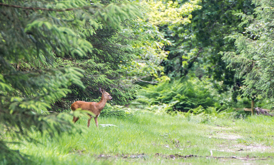 Showing a wild deer at the Haldon forest by Exeter