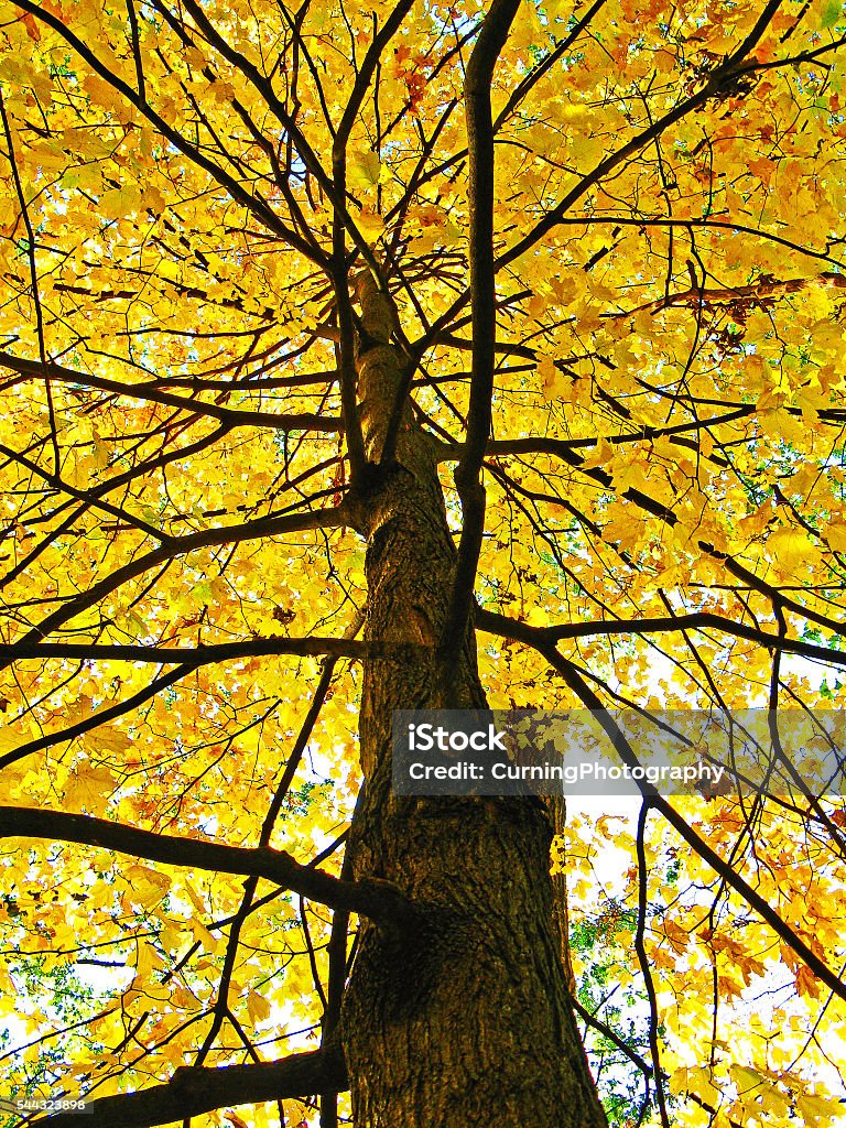 yellow tree photo looking up at a fall tree with yellow leaves Autumn Stock Photo