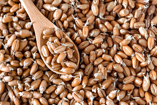 germinated wheat in a spoon stock photo