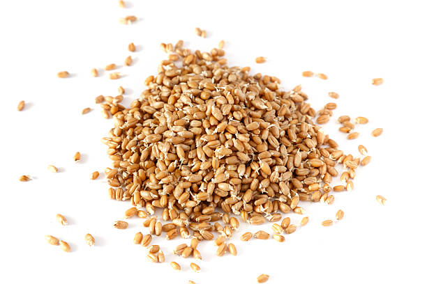 grains of germinated wheat stock photo
