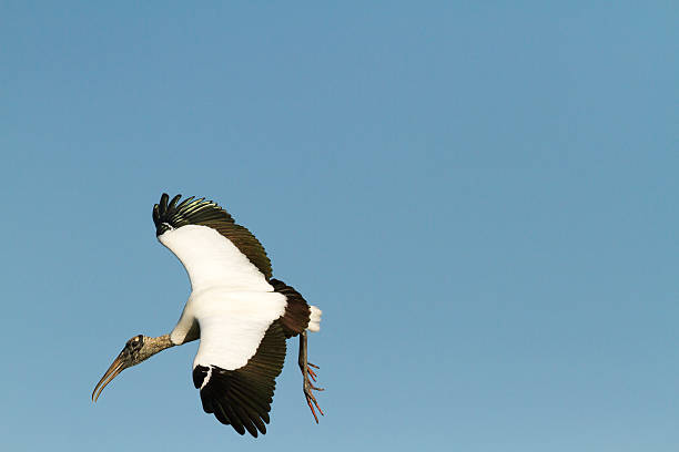 istock Wood Stork landing 544325530