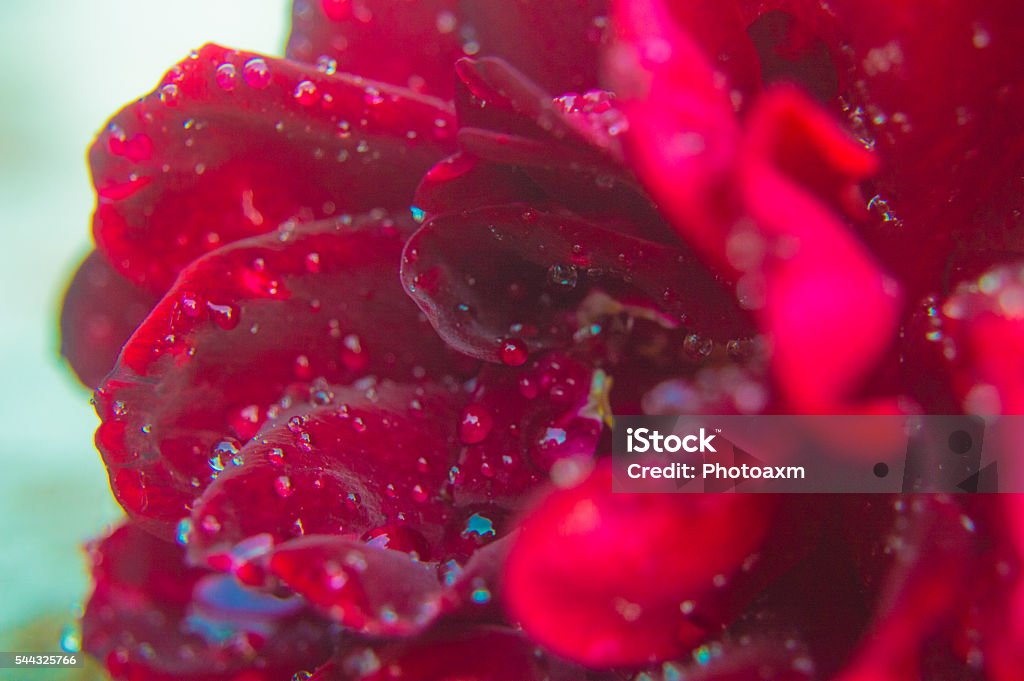 Red Roses At Bottom Red Rose Left Bottom Side Middle Stock Photo - Download Image Now ...