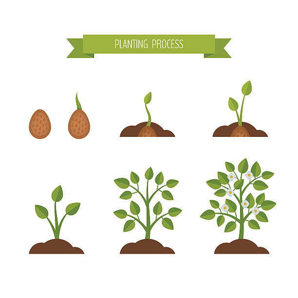 植物の成長段階ます。スプラウトの接地ます。 - phase image mri scan science nobody点のイラスト素材／クリップアート素材／マンガ素材／アイコン素材